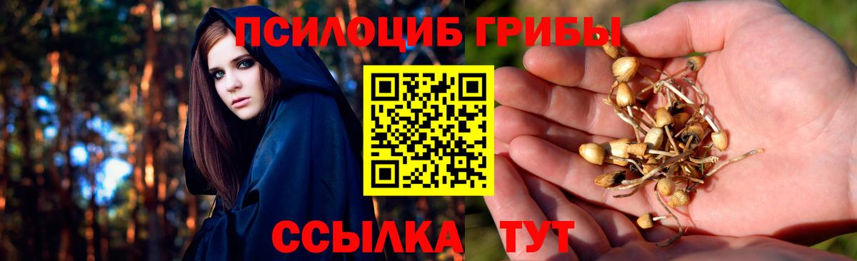 Сорочинск  Псилоцибиновые грибы Psilocybine cubensis  Вход с VPN 